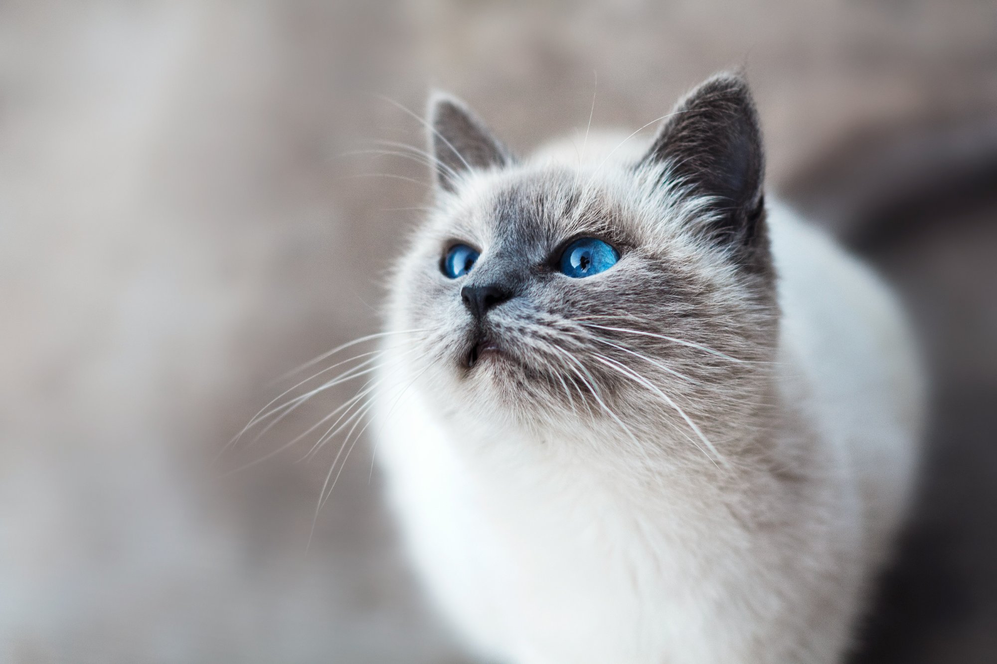 Cat title mikhail-vasilyev-IFxjDdqK_0U-unsplash